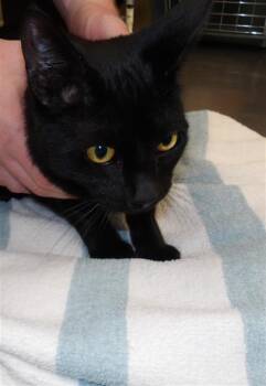 Domestic Short Hair Cats Available for Adoption in Santa Rosa, California - ONYX | PetCurious
