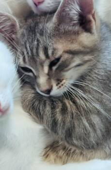 Leonardo -  Domestic Short Hair and Tabby Cat Available for Adoption in Frisco, Texas - Leonardo | PetCurious