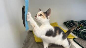 Deni -  Domestic Short Hair Cat for Adoption in Chestertown, Maryland - Deni | PetCurious