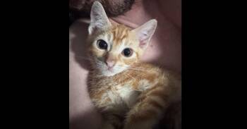 Oreilly 26 -  Domestic Short Hair and Tabby Cat for Adoption in Virginia Beach, Virginia - Oreilly 26 | PetCurious