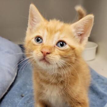 Domestic Short Hair Cats Available for Adoption in Sarasota, Florida - Ron | PetCurious