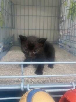 Thomas -  Domestic Short Hair Cat for Adoption in Gainesville, Florida - Thomas | PetCurious