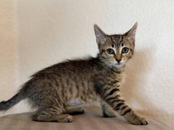 Princess Vespa -  Domestic Short Hair Cat Available for Adoption in Oviedo, Florida - Princess Vespa | PetCurious