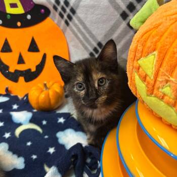 Maple -  Domestic Short Hair Cat for Adoption in Pasadena, California - Maple | PetCurious