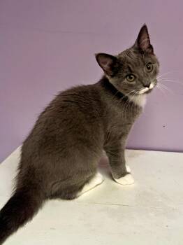 Penelope -  Domestic Short Hair Cat for Adoption in Pittsburgh, Pennsylvania - Penelope | PetCurious
