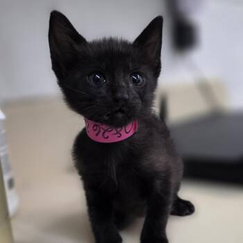 Ruby -  Domestic Short Hair Cat for Adoption in Ardmore, Oklahoma - Ruby | PetCurious