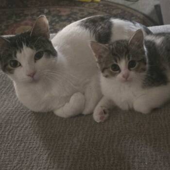 Rescue Domestic Short Hair Cats for Adoption in Glenfield, New York - Noodle | PetCurious