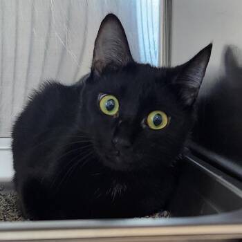 Domestic Short Hair Cats Available for Adoption - Padme | PetCurious