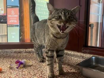 Domestic Short Hair Cats Available for Adoption - HAPPY RADISH | PetCurious