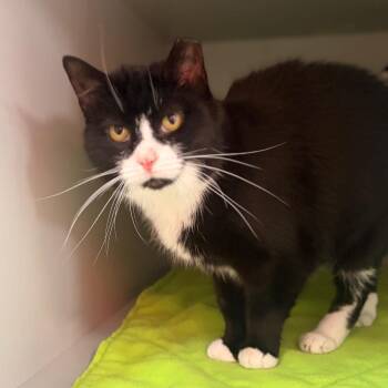 Dorothy -  Domestic Short Hair Cat for Adoption in Sarasota, Florida - Dorothy | PetCurious