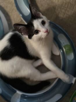 Domestic Short Hair Cats Available for Adoption - Jedi | PetCurious