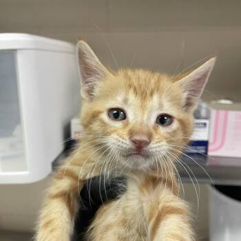 will.i.am -  Domestic Short Hair Cat for Adoption in Reno, Nevada - Will.i.am | PetCurious