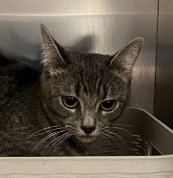 Nimbus -  Domestic Short Hair Cat for Adoption in Golden, Colorado - Nimbus | PetCurious