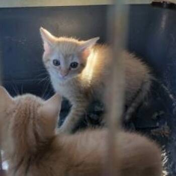 BRUTUS -  Domestic Short Hair Cat for Adoption in Fernandina Beach, Florida - BRUTUS | PetCurious