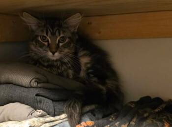 Train -  Domestic Long Hair Cat for Adoption in Gorham, Maine - Train | PetCurious