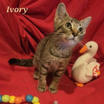 Ivory -  Domestic Short Hair Cat for Adoption in Bentonville, Arkansas - Ivory | PetCurious
