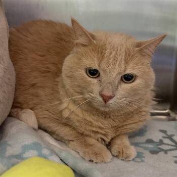 Domestic Long Hair Cats Available for Adoption in Barnstable, Massachusetts - CREAM | PetCurious