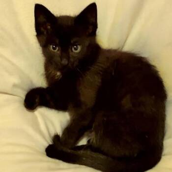 Domestic Short Hair Cats Available for Adoption in North Port, Florida - Berlioz | PetCurious