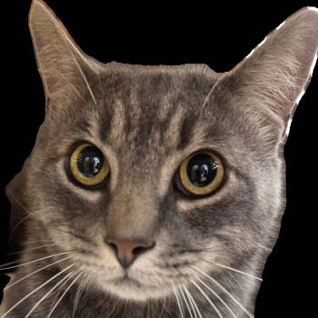Jorge the Cowboy -  Domestic Short Hair Cat for Adoption in Salisbury, Massachusetts - Jorge The Cowboy | PetCurious