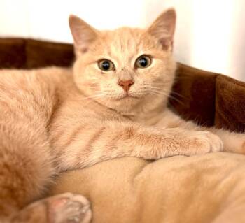 Rescue Domestic Short Hair Cats for Adoption in Madison, Georgia - Feta | PetCurious