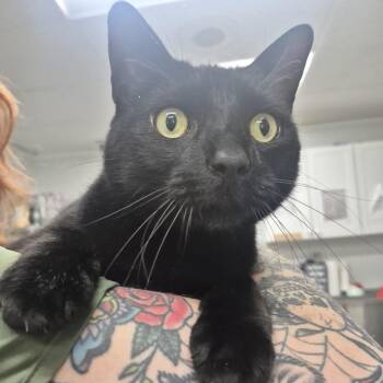 Binxie -  Domestic Short Hair Cat for Adoption in Newark, New Jersey - Binxie | PetCurious