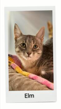 Elm -  Domestic Short Hair Cat for Adoption in Caistor Centre, Ontario - Elm | PetCurious