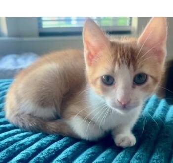 Domestic Short Hair Cats Available for Adoption in Lafayette, Louisiana - Hopper | PetCurious