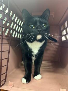 Diquavon -  Domestic Short Hair Cat for Adoption in Thousand Oaks, California - Diquavon | PetCurious