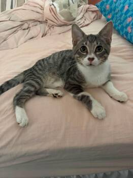 Hank -  American Shorthair Cat for Adoption in Highland Park, New Jersey - Hank | PetCurious