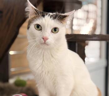 Francis -  Tabby and Domestic Short Hair Cat for Adoption in Los Angeles, California - Francis | PetCurious