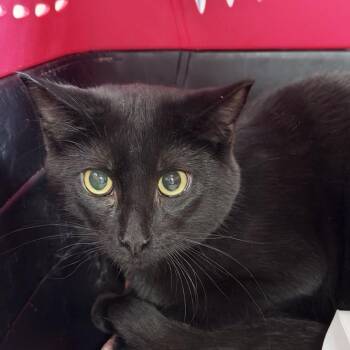 Cedrick -  Domestic Short Hair Cat for Adoption in New York, New York - Cedrick | PetCurious