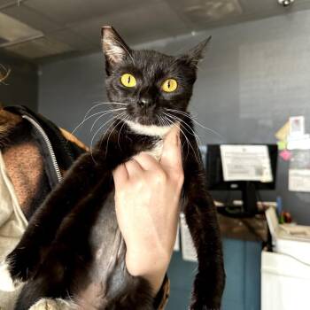 Domestic Short Hair Cats Available for Adoption - Cherry | PetCurious