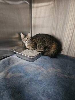 Domestic Short Hair Cats Available for Adoption in Cincinnati, Ohio - Midnight | PetCurious
