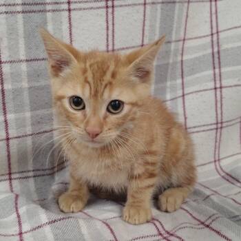 Traveler -  Domestic Short Hair Cat for Adoption in Coos Bay, Oregon - Traveler | PetCurious