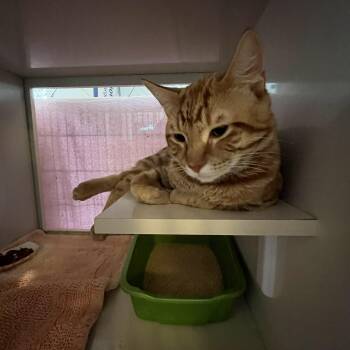 Ord -  Domestic Short Hair Cat for Adoption in Salisbury, Massachusetts - Ord | PetCurious