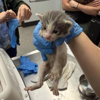Prescott -  Domestic Short Hair Cat for Adoption in Durango, Colorado - Prescott | PetCurious