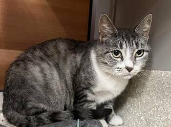 SUGAR -  Domestic Short Hair Cat for Adoption in Brentwood, Missouri - SUGAR | PetCurious