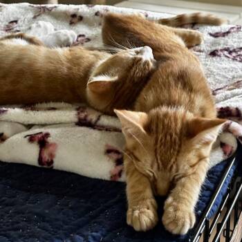 Zest -  Domestic Short Hair Cat for Adoption in Fort Lauderdale, Florida - Zest | PetCurious
