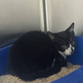 Rescue Domestic Short Hair Cats for Adoption in Jupiter, Florida - Rowena | PetCurious