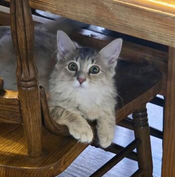 Tyner -  Domestic Long Hair Cat for Adoption in East Amherst, New York - Tyner | PetCurious