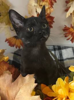 Rescue Domestic Short Hair Cats for Adoption in Stillwater, Oklahoma - 6/28/25 - Meg | PetCurious