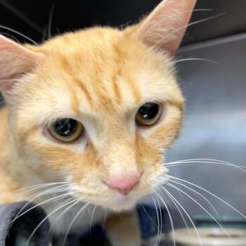 Domestic Short Hair Cats Available for Adoption in Newport, North Carolina - Garfield AKA Bengo | PetCurious
