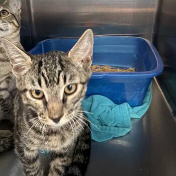 Pia -  Domestic Short Hair Cat for Adoption in Port Charlotte, Florida - Pia | PetCurious