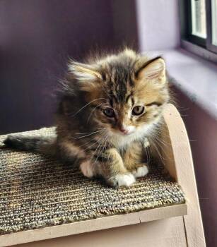 Harper -  Domestic Short Hair Cat Available for Adoption in Green Valley, Arizona - Harper | PetCurious