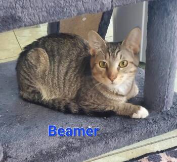 Beamer -  Domestic Short Hair Cat for Adoption in Cincinnati, Ohio - Beamer | PetCurious