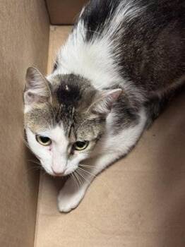 Cherry Pop -  Domestic Short Hair Cat for Adoption in West Chester, Pennsylvania - Cherry Pop | PetCurious