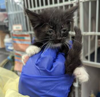 Domestic Short Hair Cats Available for Adoption in Dallas, Texas - ALEX | PetCurious