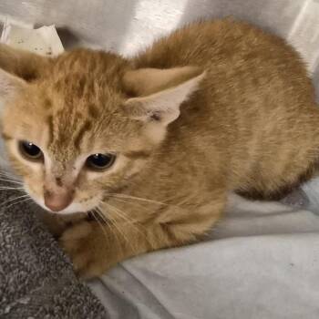 Chili Bean -  Domestic Short Hair Cat for Adoption in Bentonville, Arkansas - Chili Bean | PetCurious