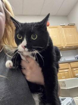Jordan-San -  Domestic Short Hair Cat for Adoption in Sacramento, California - Jordan-San | PetCurious