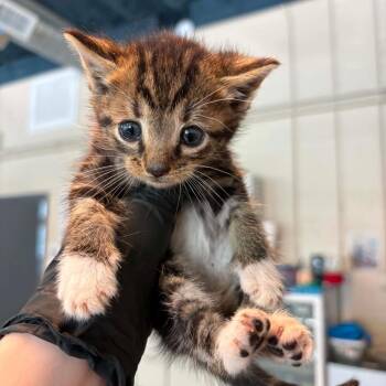 Nugget (pending) -  Domestic Short Hair Cat for Adoption in Huntington, West Virginia - Nugget (pending) | PetCurious